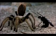 Ptasznik goliat vs tarantula wasp
