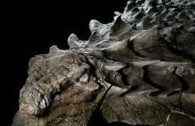 Mumia dinozaura znaleziona w Kanadzie