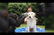 Dwa szympansy kąpiące psa