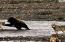 Dzika przyroda. Wilki walczące z niedźwiedziem grizli.