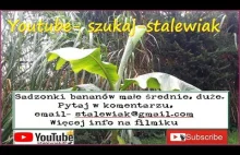 Sadzonki bananowców bananów.Pytajcie w komentarzu, email, fb