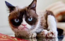 Grumpy Cat nie żyje. Najpopularniejszy kot w internecie żył siedem lat