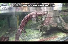 Japońska salamandra olbrzymia. Drugi co do wielkości płaz świata.