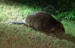 Warszawa: Gruby bóbr zasnął na środku chodnika. Ciężko było go dobudzić...