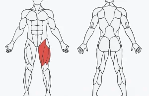 MuscleWiki - trenuj odpowiednia partie miesni