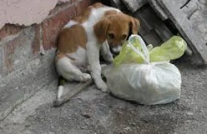 Akcja Puszka Dla Schroniska - zbieramy puszki, żeby kupić karmę dla psów.