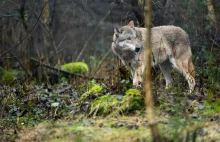 Dzięki badaniom DNA wiemy więcej o wilkach z Puszczy Kampinoskiej