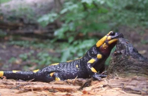 Rodzą się młode salamandry. To największe płazy ogoniaste w Polsce