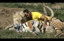 Czy można oswoić lwa i tygrysa? Sami zobaczcie :)