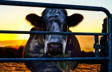 Cowspiracy: The Sustainability Secret