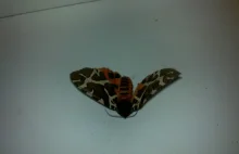 bardzo dziwny motyl lub ćma znaleziona wieczorem na parapecie