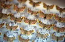 Apokalipsa owadów, entomolodzy-amatorzy biją na alarm