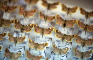 Apokalipsa owadów, entomolodzy-amatorzy biją na alarm