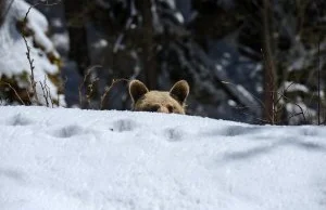 Niedźwiadek z Kasprowego Wierchu zagryziony - sprawozdanie TPN
