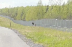 Moose shows who's boss