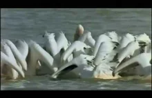 Le Peuple Migrateur - Winged Migration