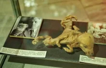 Muzeum Czarnobylskie w Kijowie - gabloty pełne radioaktywnych eksponatów.