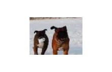 Psia Socjeta - serwis społecznościowy dla psów... i ich właścicieli