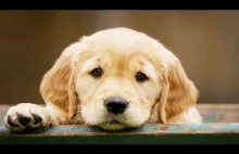 Cute Golden Retriever Puppy Compilation