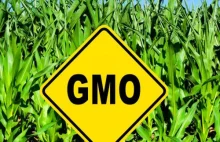 Wielka fuzja zatrzęsie branżą GMO? Monsanto chce przejąć Syngentę.
