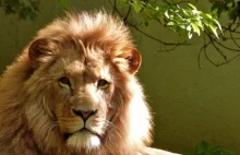 Mężczyzna zginął zaatakowany przez lwa, którego trzymał w ogrodzie