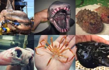 Potwory z głębi oceanu. Wyglądają jak przybysze z innej planety