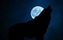 Ostatnie polowanie na wilkołaki w historii Polski