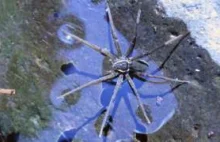 Nowoodkryty gatunek pająka z Australii nazywa się Brian :)