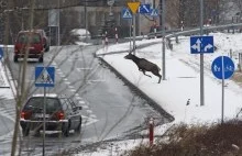 Stado jeleni w centrum miasta