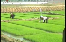 Nowoczesna uprawa zbóż w Korei Północnej