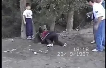 Zapasy dziecka z niedźwiedziem. Rosja