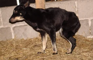 Mężczyzna znęcał się nad psami. Brakowało im nawet wody!