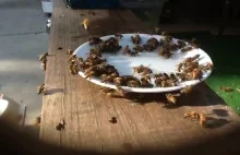 Pszczoły opróżniają talerzyk wody z cukrem
