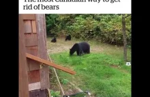 Jak Kanadyjczycy przeganiają niedźwiedzie
