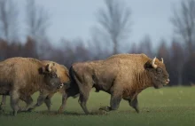 Mięso z żubrów we francuskich sklepach. Klienci protestują