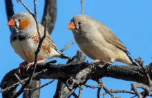 Video: Birds observed arguing over parental duties for first time {ENG}