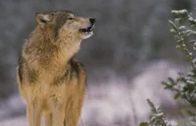 Wilki w czarnobylskiej zonie mają się dobrze