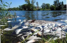 Masowe wymieranie ryb na Warmii i Mazurach. Przez upały brakuje tlenu.