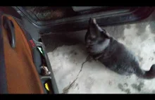 Pies pasażer na gapę