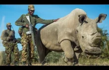 Dni ostatniego samca białego nosorożca są już policzone