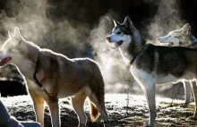 Psy w zaprzęgu - husky syberyjski i alaskan malamute.