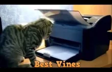 Funny Cats Compilation 2015 #1