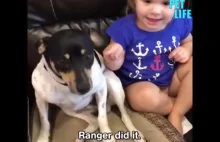 Psy obwiniające się nawzajem