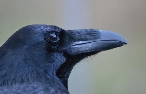 Kruki wiedzą jak to jest być na podsłuchu [EN]