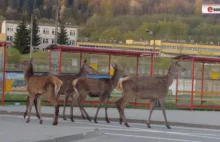 BIESZCZADY: Spóźniły się na autobus. Dzikie zwierzęta w centrum miasta...