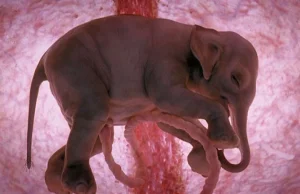 Embriony ssaków