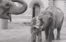 Kości słoni zastrzelonych w 1945 roku znaleziono we wrocławskim zoo