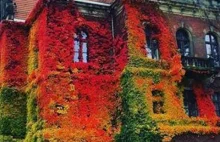Świat zachwycony jesiennym zdjęciem z Polski