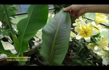 Cz.2 Banan Musa x paradisiaca (Musa acuminata and balbisiana )