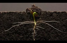 Piękny taniec życia - wideo poklatkowe z wzrostu fasolki szparagowej